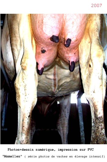 Vaches 2007